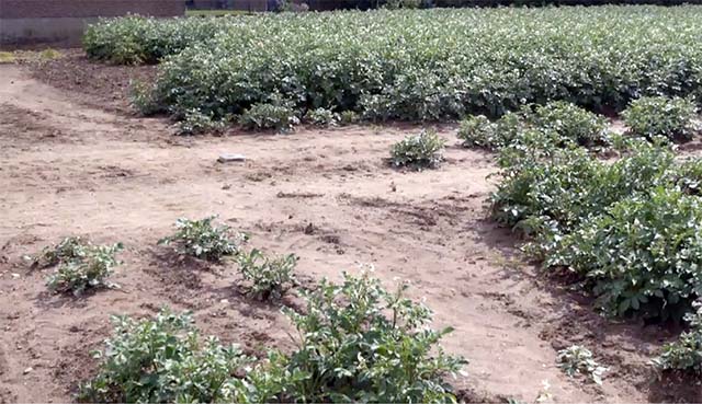 The stupid farmer reaps the fattest potatoes.