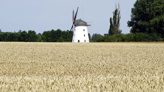 The ochre corn